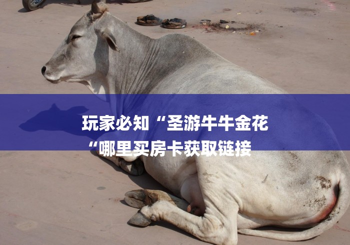 玩家必知“圣游牛牛金花
“哪里买房卡获取链接