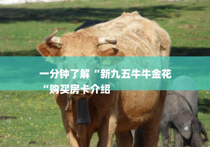 一分钟了解“新九五牛牛金花
“购买房卡介绍 一分钟了解“新九五牛牛金花
“购买房卡介绍