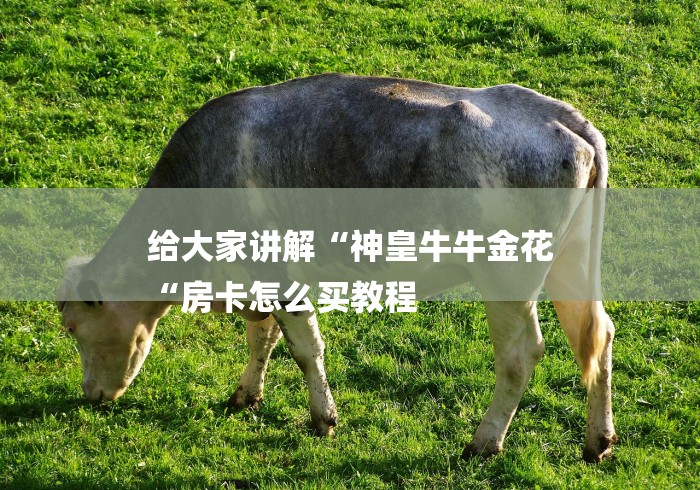 给大家讲解“神皇牛牛金花
“房卡怎么买教程